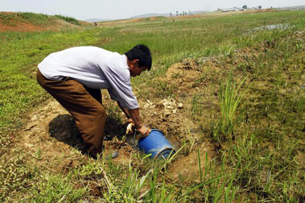 CHDCND Triều Tiên khắc phục hạn hán